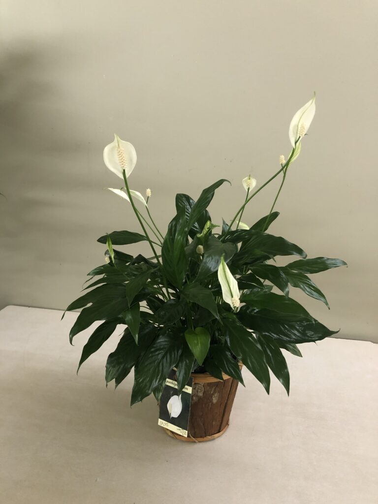 Lys de paix (spathiphyllum) Boutique cadeau Unifleur de SainteJustine Lys de paix (spathiphyllum) Boutique cadeau Unifleur de SainteJustine