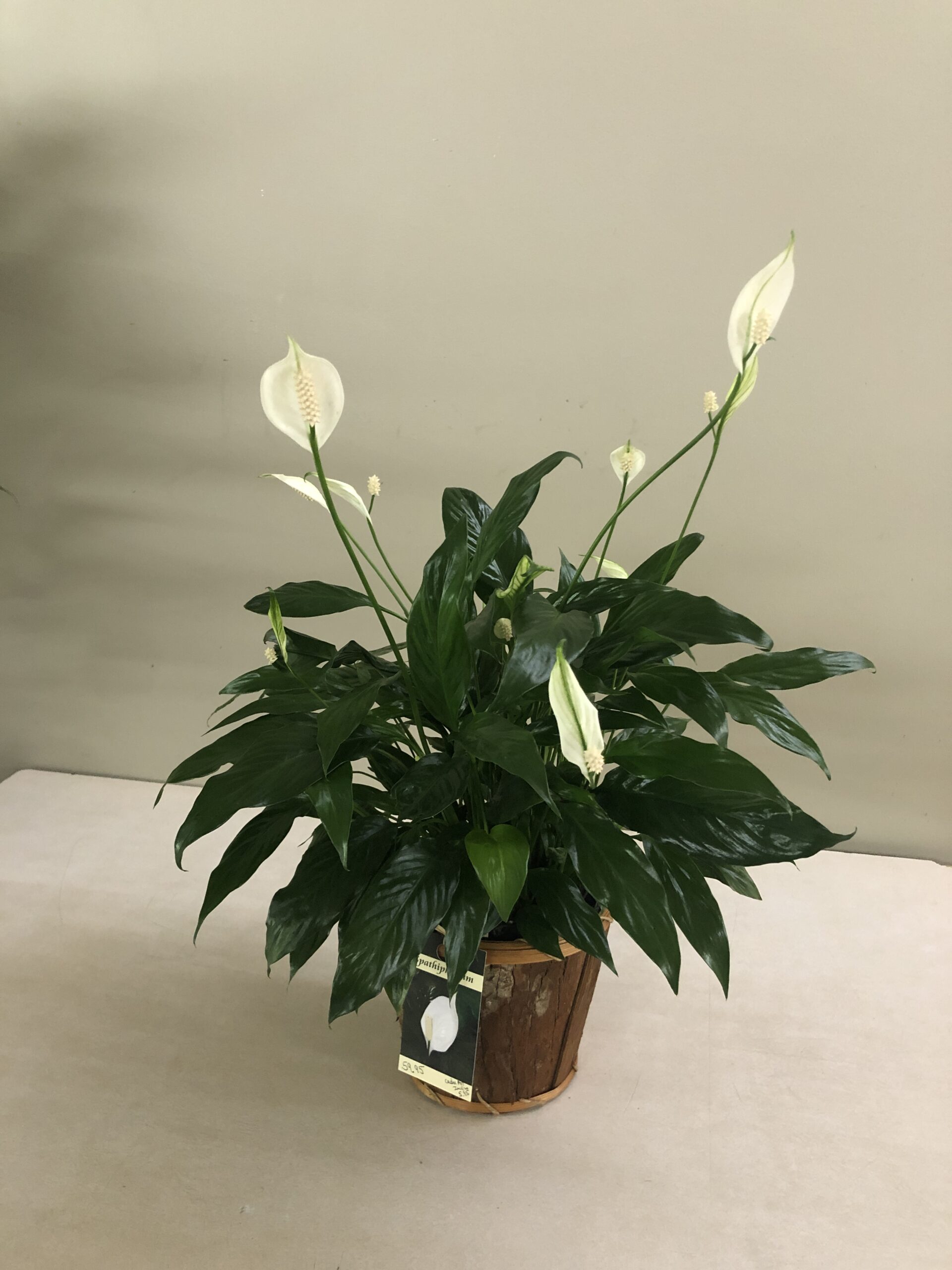 Lys de paix (spathiphyllum) - Boutique cadeau Uni-fleur de Sainte-Justine