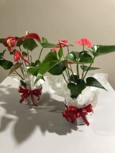 Anthurium de St-Valentin